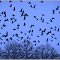 Wild geese. We do not like the photographer he has a camera.  It was one a great start.  *YS*
