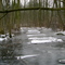 Kornik's forest, winter2
