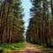 Leśna ścieżka / The Forest Path