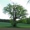Stary dąb w Gwiazdowie / The old oak in Gwiazdowo