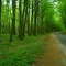 Droga przez rezerwat / The road via deerpark