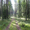 Las w Piaśnicy