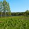 Bieszkowice lake