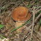 prawdziwek / king bolete