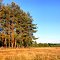 Sosny, Pines
