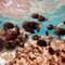 Surgeonfish