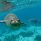 Hawaiian monk seal