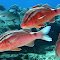 Whitesaddle goatfish