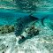 Kure Atoll Ulua Underwater