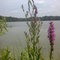Heards Pond, Great Meadows National Wildlife Refuge