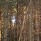 Tangled Branches, Assabet NWR