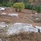 Wild Blueberry Field (Fall)