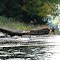 Clarion River Log Fungus
