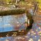 Vernal Pool with Beaver Activity, South Acton, MA