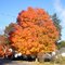 Fall foliage in Concord