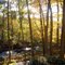 Fall in Acton