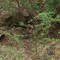 Fox's Den