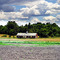 [Panorama] A sheep farm [Stow, MA]