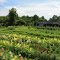 Small Farm