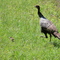 Wild Turkey hen & poult