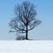 Winter Tree