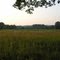 Hay Fields off Burnt Swamp Road, Wrentham, 7/2011