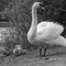 baby  swans 1