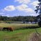 horses at Berlin Orchards in early fall