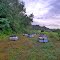 Bee Colonies, Wildlife Management Area Bolton, MA
