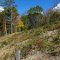 Frick Park field, Oak trees removed -- Douglas Bauman