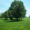 Mannitto Trees