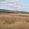 Farmland and the Shade Mountain near McAlisterville