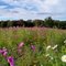 Field of Flowers, Lake City PA