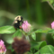Bumble Bee