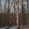 Bosque en invierno