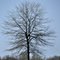 Solitary Tree at Centennial Park