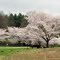 Cherry Bloosoms in Centennial Park