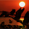 Sunrise in Willowbrook, Illinois