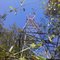Evitts Mountain Pittsburgh-Washington Airway Beacon