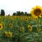 Sunflower Field