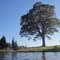 A magnificent tree 3