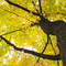 Maple in fall on Lemoyne Ave.