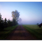 Morning Fog