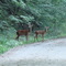 Great Allegheney Passage Wildlife