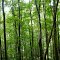 Pennsylvania Woods