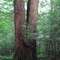 Giant Twin Hemlocks