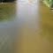 Many big touts in Flint River  (Gary Rd, Chesaning, MI)