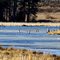 March Marsh (& Mergansers)