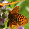 spring time butterflies on Shaffer Mountain,Cenral city,Pa