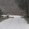 snow on forest road